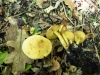 Tricholoma sulphureum 