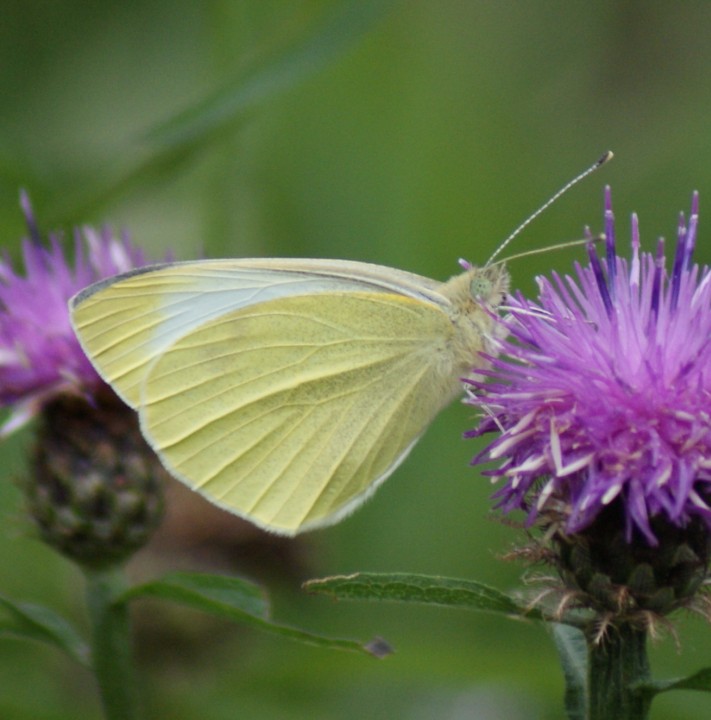 Small White (summer form) Copyright: Robert Smith