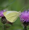 Small White (summer form) 