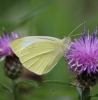 Small White (summer form)