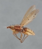 Trigonometopus frontalis female lateral Copyright: Jeremy Richardson