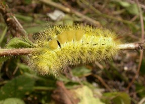 Pale Tussock Copyright: Malcolm Riddler