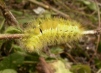 Pale Tussock 