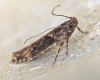 Scrobipalpa costella 13-11-2021