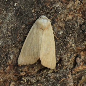 Fen Wainscot 3 Copyright: Graham Ekins