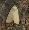 Fen Wainscot 3 Copyright: Graham Ekins