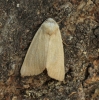 Fen Wainscot 3