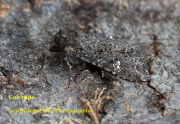 Cabbage Moth  Mamestra brassicae Copyright: Graham Ekins