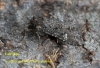 Cabbage Moth  Mamestra brassicae Copyright: Graham Ekins