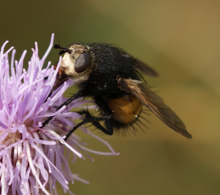 Nowickia ferox - head Copyright: Robert Smith