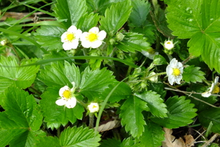 Wild Sstrawberry Copyright: Peter Pearson