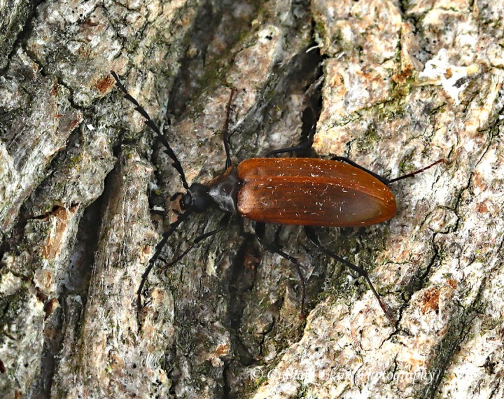 Pseudocistela ceramboides Copyright: Graham Ekins