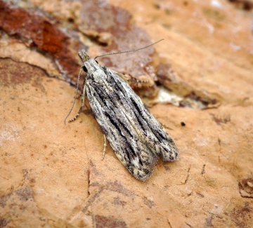 Anarsia innoxiella 1 Copyright: Ben Sale