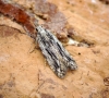 Anarsia innoxiella 1