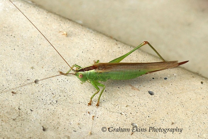 Conocephalus discolor (Long-winged Conehead female) Copyright: Graham Ekins