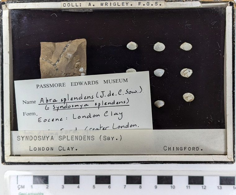 Chingford London Clay Fossils Syndosmya splendens bivalve Abra Copyright: Arthur Wrigley Collection