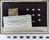 Chingford London Clay Fossils Syndosmya splendens bivalve Abra
