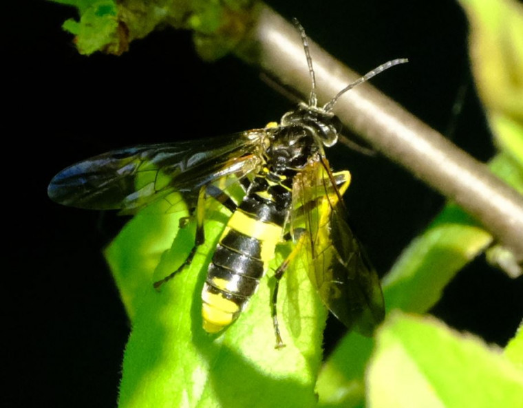 Tenthredo temula Copyright: Peter Squire