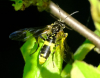 Tenthredo temula 