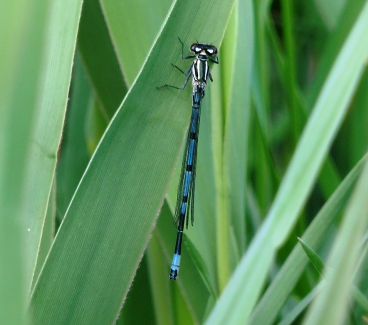 Azure Damselfly Copyright: Graham Smith