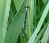 Azure Damselfly 