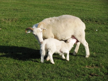 Dorset Longhorn Copyright: Graham Smith