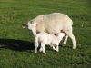 Dorset Longhorn 