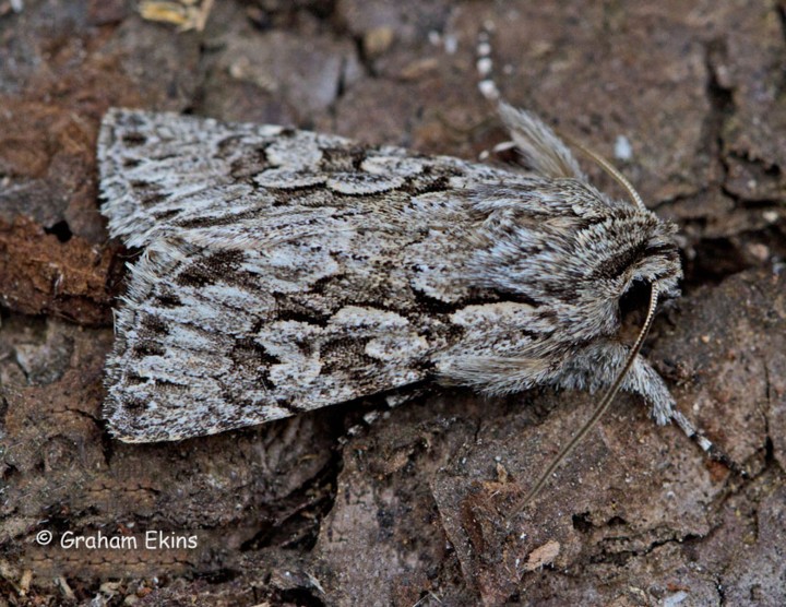 Early Grey  Xylocampa areola Copyright: Graham Ekins