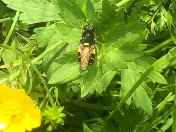 Banded General Soldier Fly 2 Copyright: Andrew Goodey