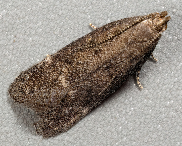 Cotoneaster Webworm (Athrips rancidella) Copyright: Bill Crooks