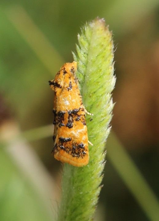 Commophila aeneana Copyright: Peter Furze