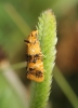 Commophila aeneana 