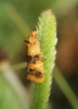 Commophila aeneana Copyright: Peter Furze