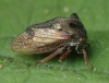 Centrotus Broakes Wood Copyright: James Northfield