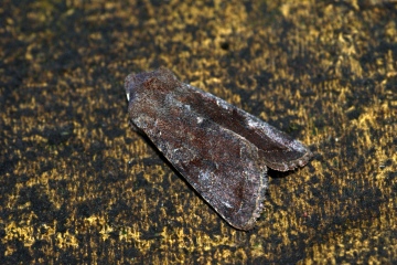 Clouded Drab 7 Copyright: Ben Sale