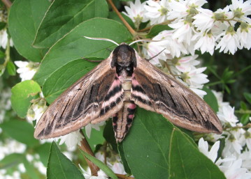 Sphinx ligustri Copyright: Mark Yeates