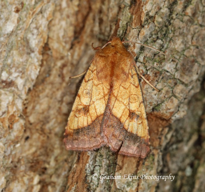 Bordered sallow  (Pyrrhia umbra) 1 Copyright: Graham Ekins