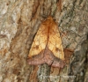 Bordered sallow  (Pyrrhia umbra) 1 Copyright: Graham Ekins