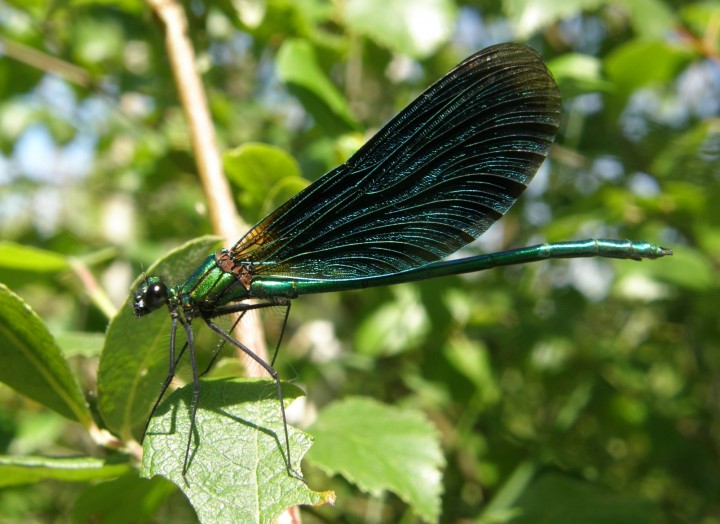 Beautiful demoiselle male Copyright: Sue Grayston