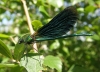 Beautiful demoiselle male 