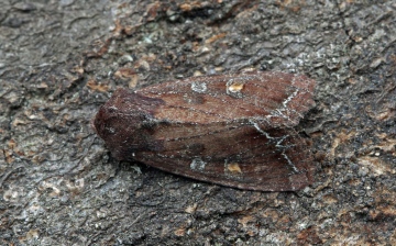 Bright-line Brown-eye  Lacanobia oleracea   2 Copyright: Graham Ekins