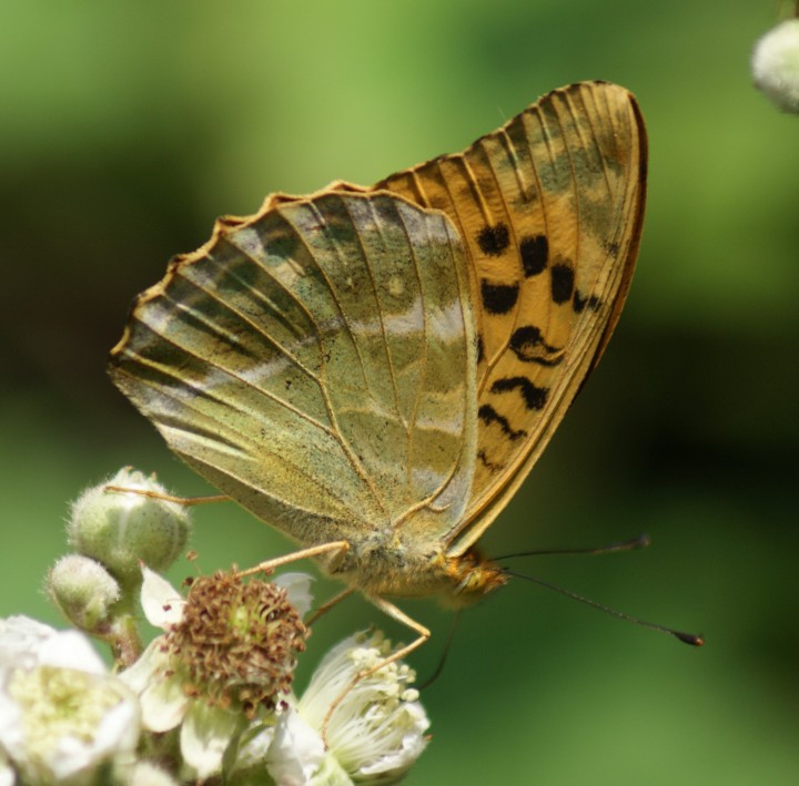 Silver-washed Fritillary (underside) Copyright: Robert Smith