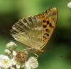 Silver-washed Fritillary (underside) Copyright: Robert Smith