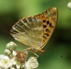 Silver-washed Fritillary (underside)