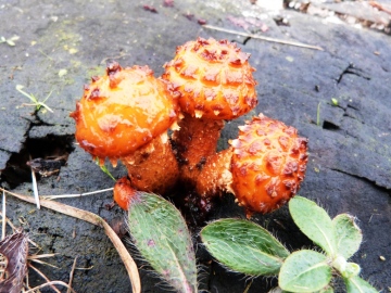 Pholiota adiposa Copyright: Graham Smith