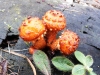 Pholiota adiposa 