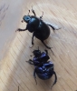 Dor Beetle (Geotrupes stercorcarius) 