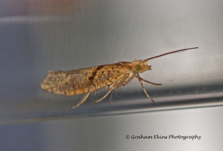 Ypsolopha sylvella 5 Copyright: Graham Ekins