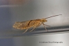 Ypsolopha sylvella 5