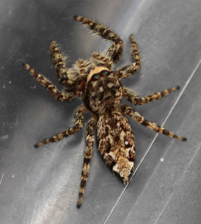 Marpissa muscosa found in community garden Dunton Copyright: Colin Humphrey